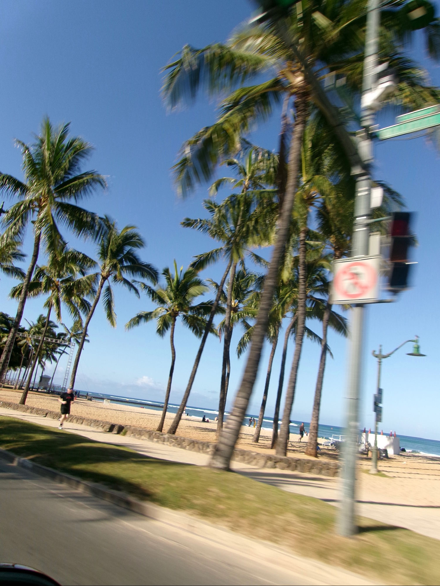 Palm trees Waikiki