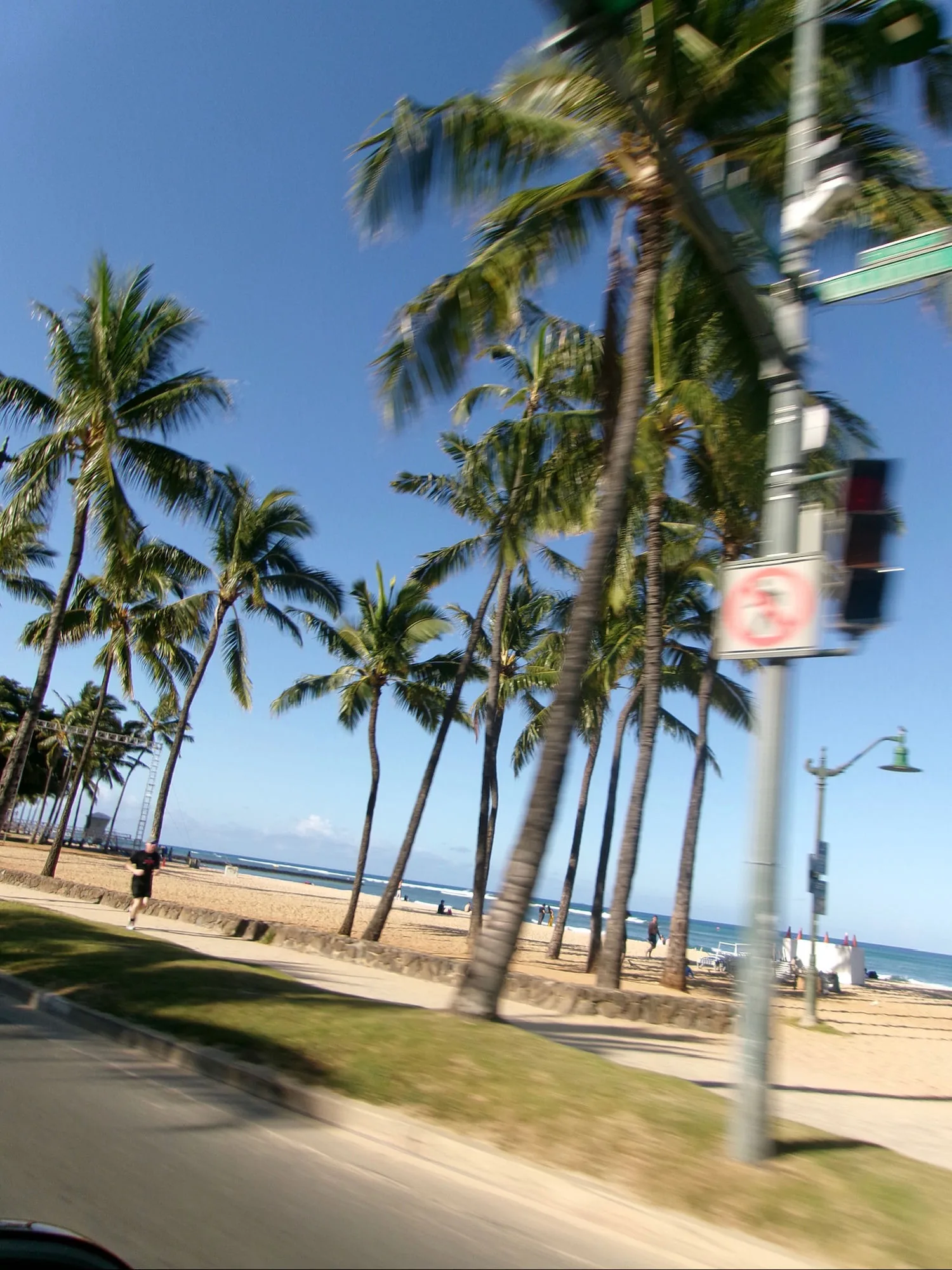 Palm trees Waikiki